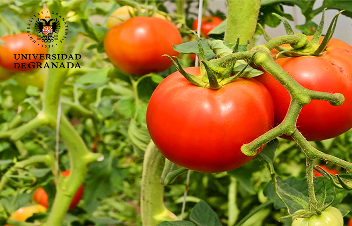 Lee más sobre el artículo PURETi incrementa las cosechas en invernaderos en un 23%